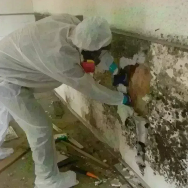 Mold Remediation and Removal in Slinger, WI